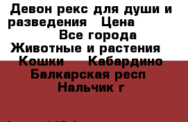 Девон рекс для души и разведения › Цена ­ 20 000 - Все города Животные и растения » Кошки   . Кабардино-Балкарская респ.,Нальчик г.